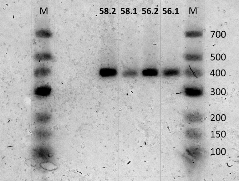 hade ett ΔG värde inom det som ansågs optimalt. 13 olika homodimer var också sannolika, varav en överskred kraven.