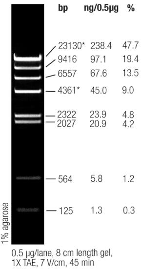 0,5µg/µl (Thermoscientific)