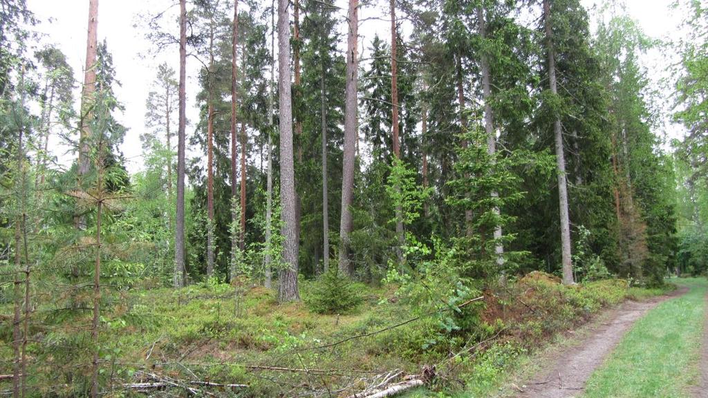 Kyrkstigen Bild 4 Taget mot