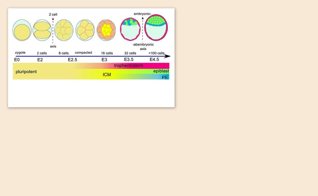 Stamceller tar beslut Schematisk bild av embryots utveckling de första 4-5 dagarna från en till cirka hundra celler.