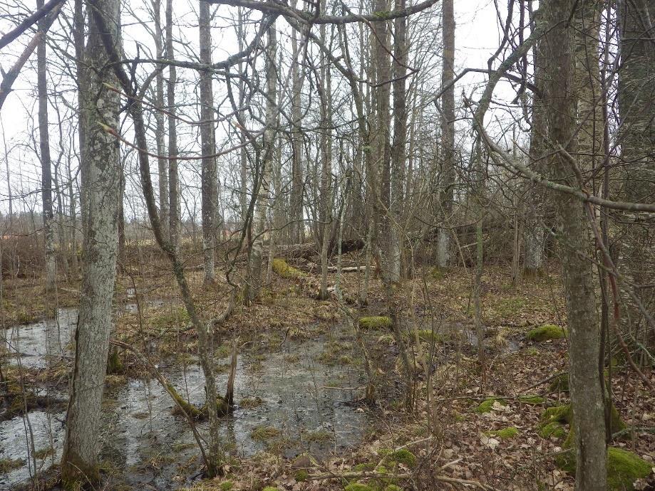10 Område 3 0,2 ha Aspskog Klass 4, visst naturvärde Naturvärdesbedömning Området har ett visst biotopvärde då det rör sig om en liten våtmark som torkar ut under stora delar av året och en