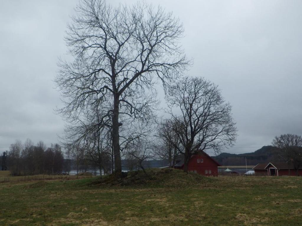 13 Område 6 0,04 ha Åkerholme Klass 2, högt naturvärde Naturvärdesbedömning Området har ett högt biotopvärde knutet till de gamla ädellövträden i ljusöppen miljö.