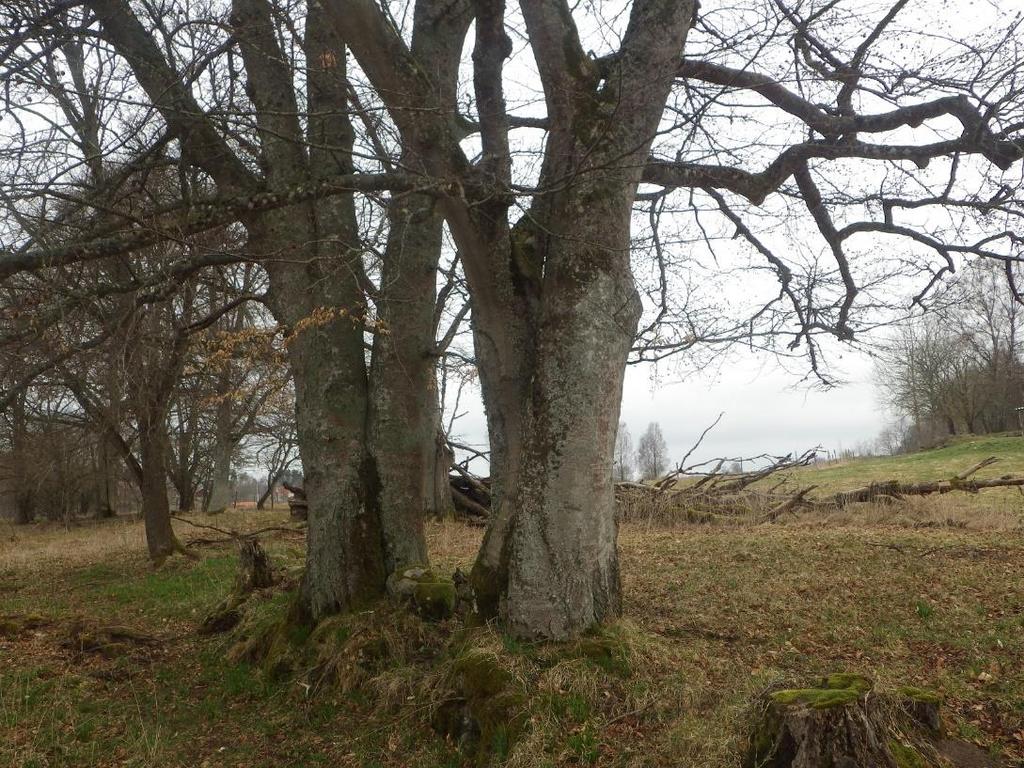 14 Område 7 0,27 ha Parkrest Klass 2, högt naturvärde Naturvärdesbedömning Området har ett högt biotopvärde knutet till de gamla ädellövträden i den parkartade miljön.