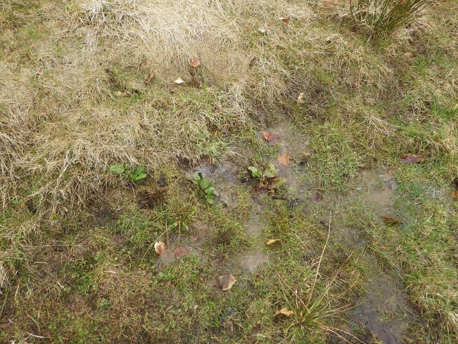 15 Område 8 1,25 ha Källkärr (7160) Klass 3, påtagligt naturvärde Naturvärdesbedömning Området har ett påtagligt biotopvärde knutet till den sällsynta och särskilt i södra Sverige starkt hotade