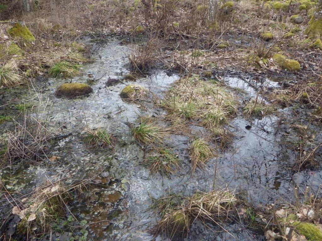 8 Område 1 0,02 ha Våtmark Klass 4, Visst naturvärde Naturvärdesbedömning Området har ett visst biotopvärde då det rör sig om en liten våtmark som torkar ut under stora delar av året.