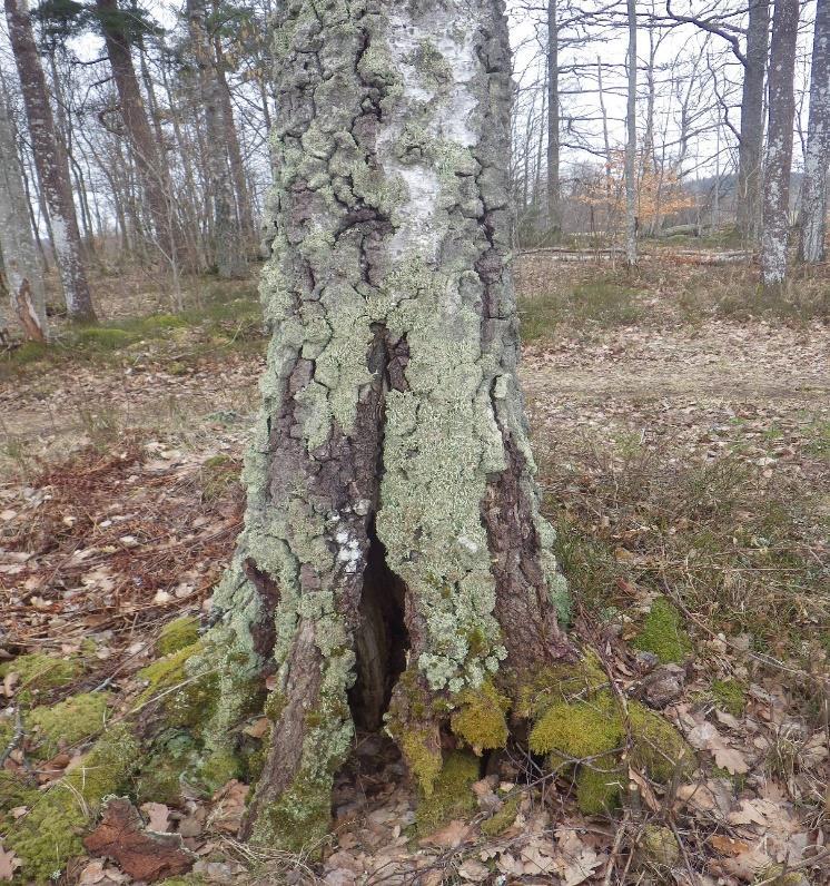 9 Område 2 0,5 ha Skogsbetesrest Klass 3, Påtagligt naturvärde Naturvärdesbedömning Området har ett påtagligt biotopvärde knutet till gamla träd av främst björk men även till enstaka tall, asp och ek.