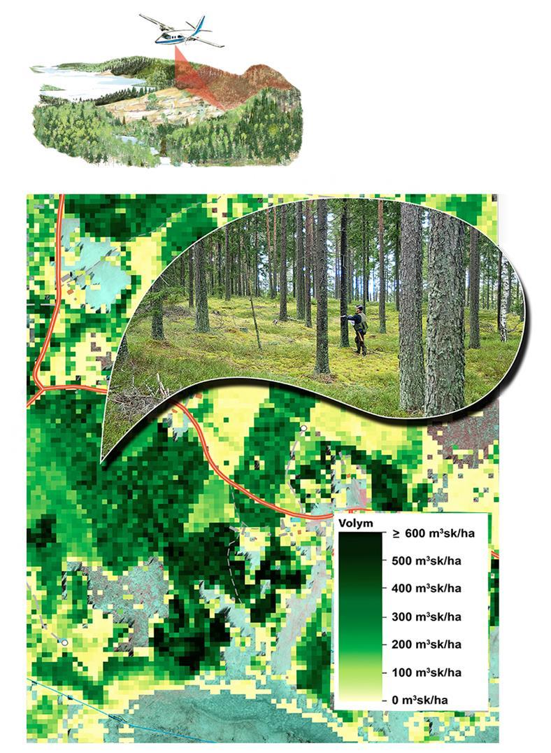 Skogliga skattningar från