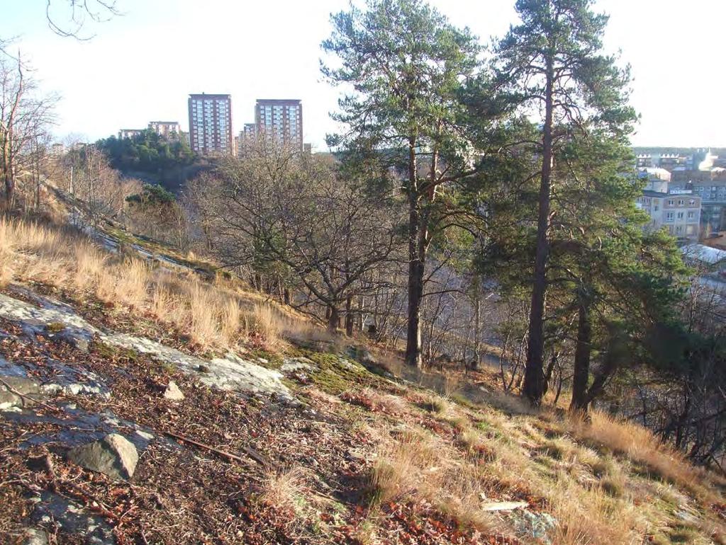 195 Naturvärdesträd på