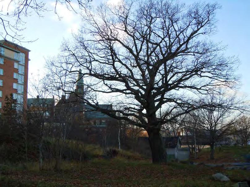 209 Inte enbart de enskilda naturvärdesträden är beskrivna utan även de bestånd dessa bildar.