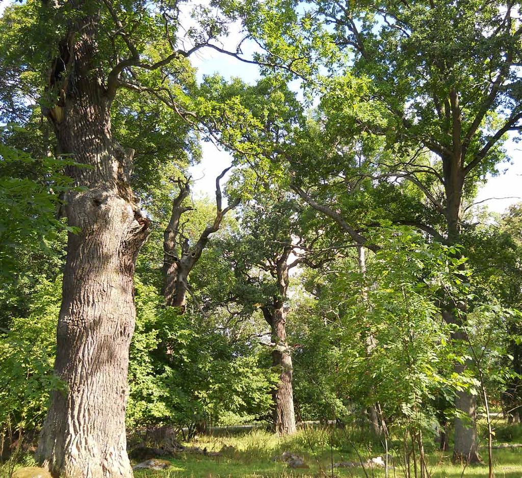 K1 Bevarad viktig natur inom landskapssamband Faktor: 2 Yttyp: Yta Grön- eller blåyta av hög ekologisk kvalitet som ingår i utpekat landskapssamband.