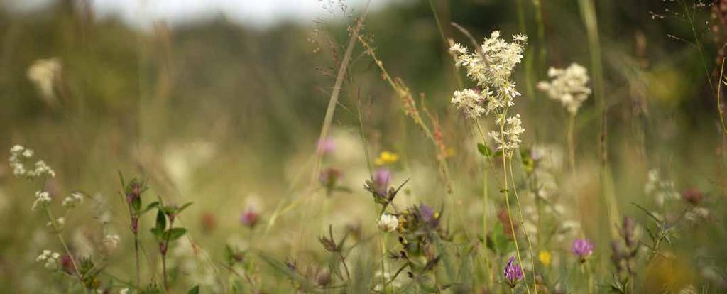 resurstyperna, men ytorna behöver då vara sammanlänkade. En pollinatörsnod måste totalt vara minst 100 kvm för att få räknas.