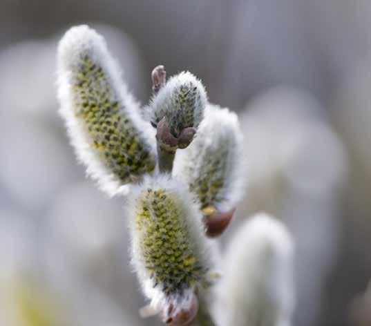 Vegetationsytor med pollen- och nektarrika växter, ruderatmark, torra sandmiljöer, klöverängar, koloniområden.