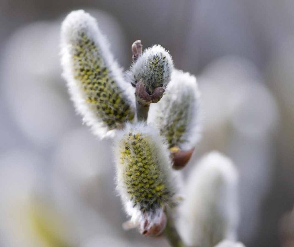 K31 Pollinatörsobjekt Enstaka, särskilt viktiga element för pollinatörer i form av föda eller bon för bin, som inte ingår i K29-K30.