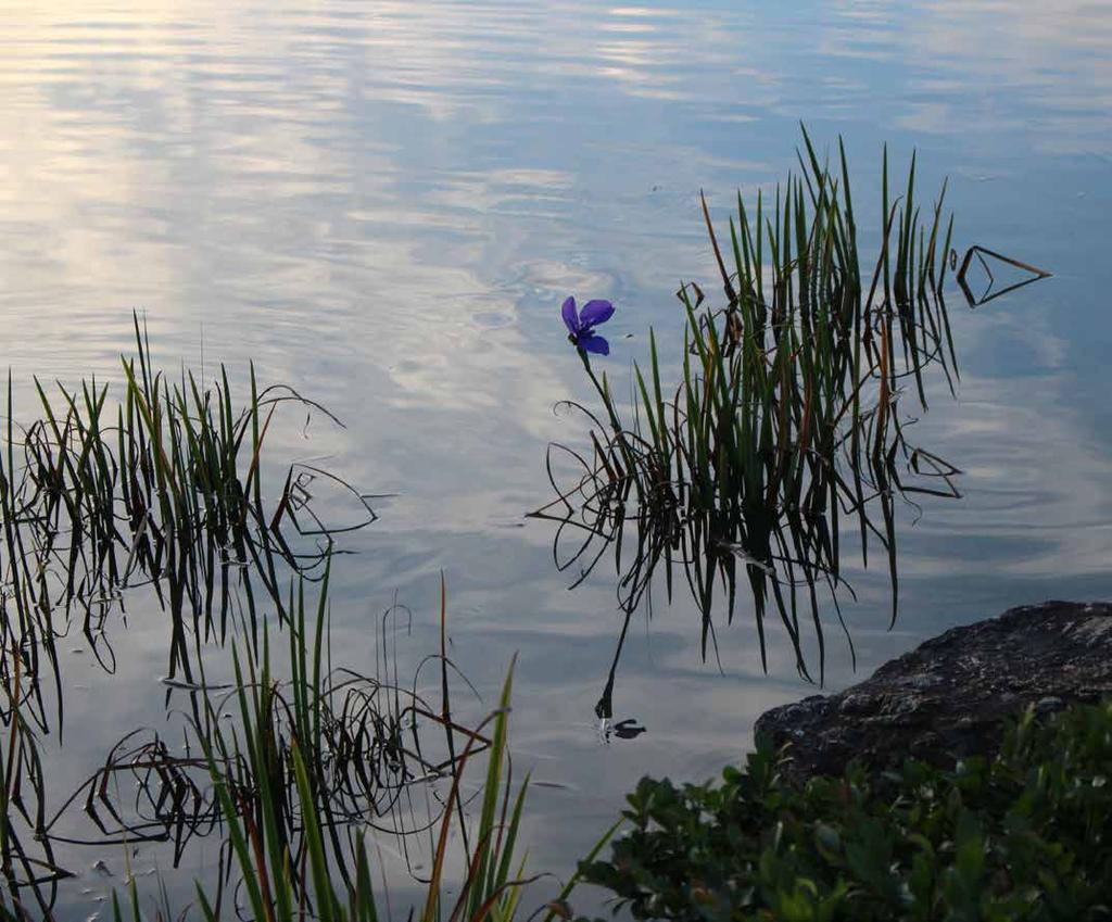 K43 Rofylldhet Natur- och parkområden som har särskilt god ljudmiljö, < 45 dba men helst < 40 dba och som är utformade så att de upplevs lugna och rofyllda, utan störningar från trafik, verksamheter,