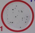 Icke reaktivt (NR): Ett jämnt grått mönster eller knappar med ej aggregerade kolpartiklar i mitten av ringen eller en stor ring av kolpartiklar i mitten