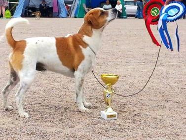 Championat, titlar och o vriga
