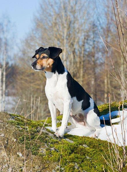 RLD N RLD F Götängens Fixa Midsommardröm
