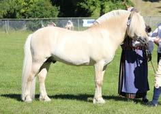 Östergötlands län (E) Hertig Hector 308 född 2013, mbl, mått: 138-173-20 (3 år) e. Hirtheguten 273 u.