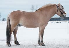 Leirdals Odin 260 u. Finslands Norigo N-01-2708 mf.
