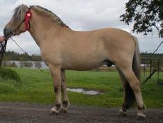 Östergötlands län (E) Cirkus 251 född 2003, vbl, mått: 146-178-20 (3 år) e.