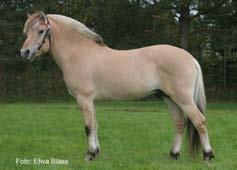Lordi 274 född 2008, ljbrbl, mått: 143-175-20 (5 år) e. Kim Hero 221 u. Lorry V 2761 mf.