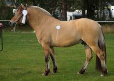 Eclipze 314 född 2013, ljbrbl, mått: 143-174-19 (3 år) e. Kim Hero 221 u. Björkhems Ambra 3508 mf.