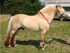 Örjar D 690 Furumossens Fjordhästar, Emma Isacsson, Hässleholm Tel: 070-9818315 Udda s Hector 309