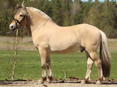 Gaston 307 född 2013, ljbrbl, mått: 140-178-21 (2 år) e. Gandalf 268 u. O Molly 3492 mf.
