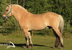 Baal 38 Susan Carlsson, Skövde Tel: 0731-535197 Värmlands län (S) Kim Hero 221 född