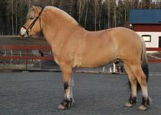 född 2014, ljbrbl, mått: 143-177-19 (2 år) e. Emil 243 u. Bross Lii 3437 mf.