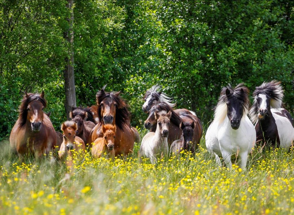 Från hästfolk till hästfolk Ridning Körning
