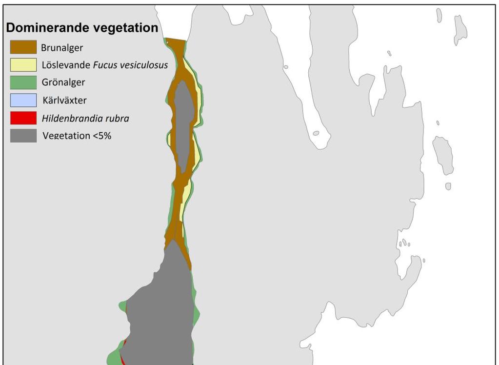 Figur 20. Dominerande vegetation i Skarpösundet baserat på dykinventeringen av sju transekter.