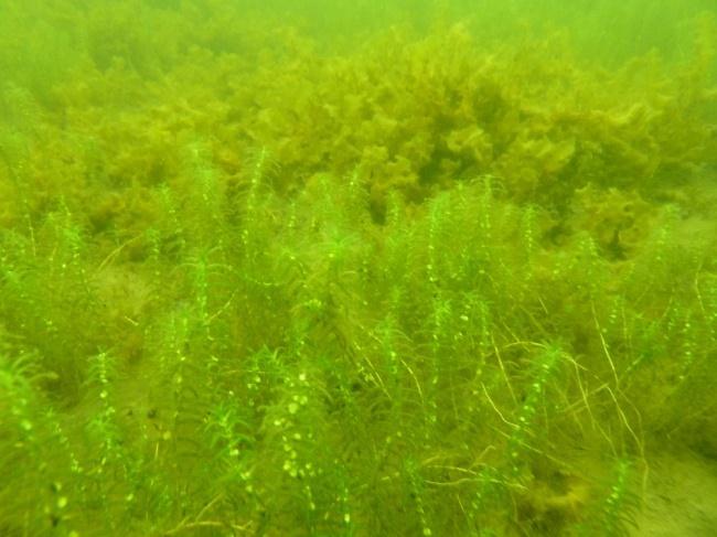 Nh: Hällbotten med löst sediment och glesa grönalger nära ytan. Foto: M. Borgiel.