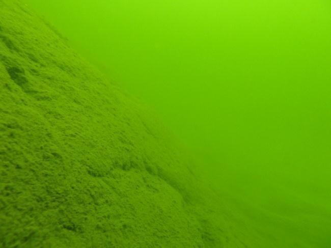 På 5,7 m djup började en del Ectocarpus/Pylaiella (brunslick) att