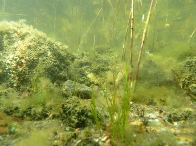 På hårdbottnarna växte C. tenuicorne, Dictyosiphon/Stictyosiphon, Ectocarpus/Pylaiella samt enstaka Aegagrophila linnaei.