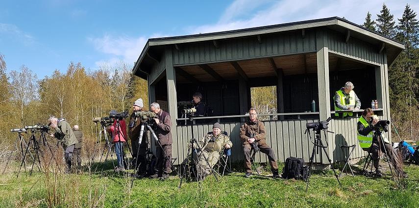 Norsa Köping. Foto: Daniel Brehmer Siesjön, Blekinge Mycket trevlig dag med mycket aktivitet kring sjön. Tack vare svag vind var det inga bekymmer att höra fåglarna på långa avstånd.