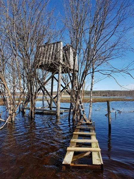 Fågeltornet Järnudda hulingen, Kalmar Fantastisk soluppgång med tre rördrommar igång och en västergök! Mycket skrattmås och fisktärnor på våra byggda flottar.