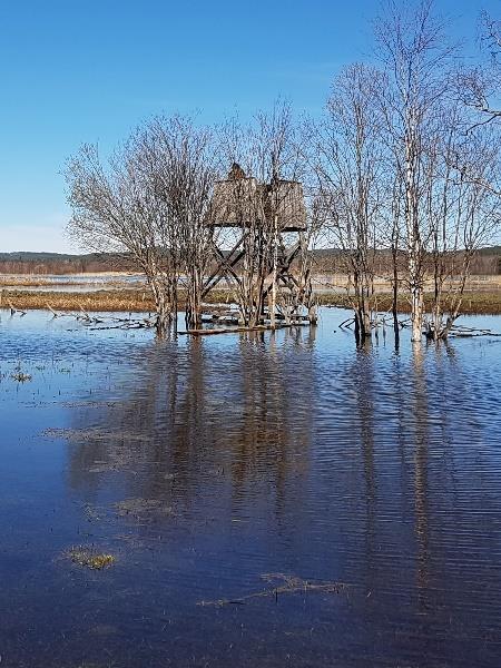 Några arter som är ovanliga för lokalen prickade vi in och några som är vanliga för lokalen missade vi.