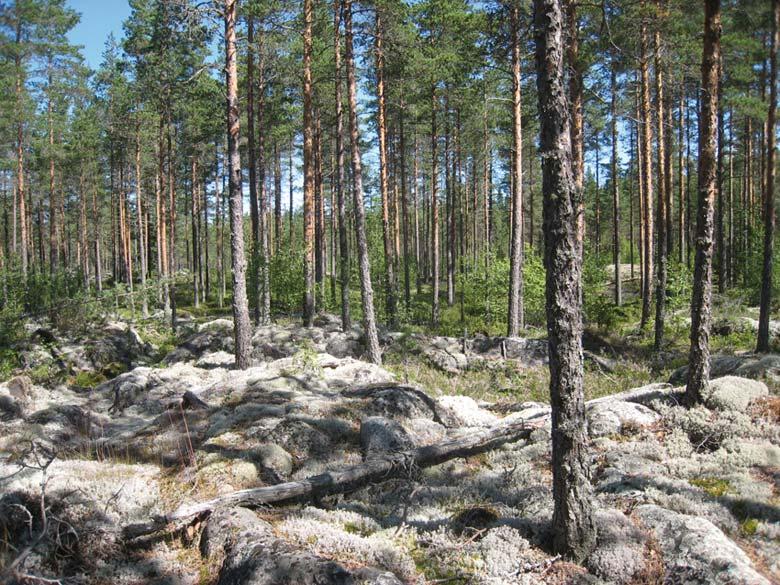 Figur: En talldominerad bergsrygg som är typisk för området. Den vanligaste skogstypen i närheten av områdena med berg i dagen är talldominerade torra och tämligen torra moar.