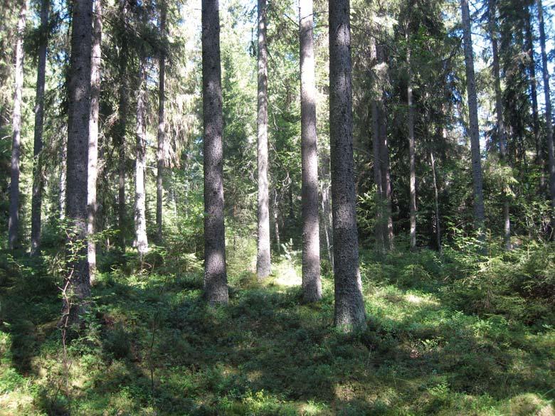 På de friska moarna är andelen lövträd i granbestånden som störst i närheten av småvattnen och de små åkerområdena. På de här områdena påträffas på många ställen också flygekorre.