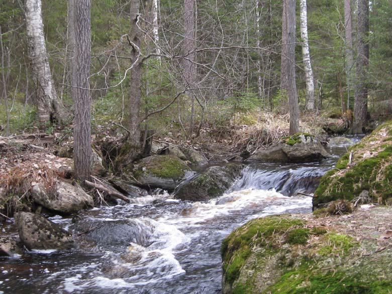 Det finns rikligt med småvatten på projektområdet. Största delen av dem är skogsbruksdiken som har grävts på området.