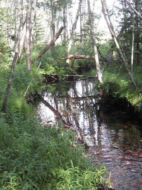 Figur: Bäck söder om Lilla Sandjärv Stensmosanneva, Sjömossen och Sandjärvmossen De mellersta delarna av de öppna mossarna i mellersta delen av projektområdet har inte blivit utdikade.