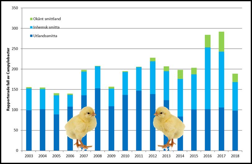 Mag-tarminfektioner Campylobacter Campylobacter är den vanligaste anmälda bakteriella magsjukan och här noteras 2018, precis som i Sverige i övrigt, en påtaglig minskning av antalet fall jämfört med