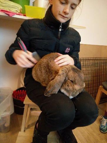 Kloklippning Då och du behöver kaninens klor ses efter och klippas. Vissa kaniner är duktiga på att slipa ner klorna själva, men det beror också på hur de bor.