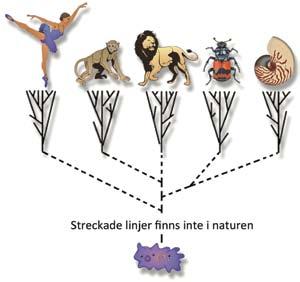 Arton myter och en sanning om evolutionen Anders Gärdeborn Många gånger framställs evolutionsläran som en bevisad och till och med självklar sanning.