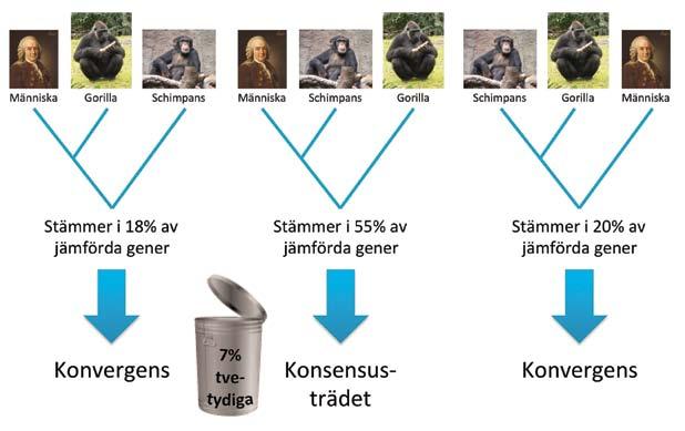 Myt4: Likheter beror på släktskap. Ja, inom de skapade slagen men inte mellan dem.