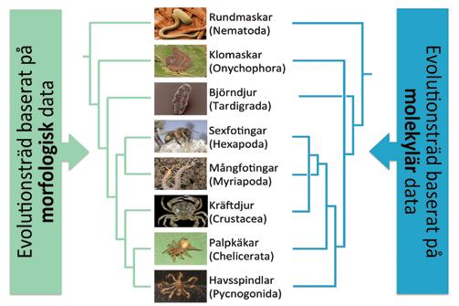 Avvikelserna förklaras med bland annat konvergens, dvs likheter som inte beror på släktskap Likheter skulle alltså bero på släktskap utom i de fall de inte gör det! Myt5: Evolutions-träd är entydiga.