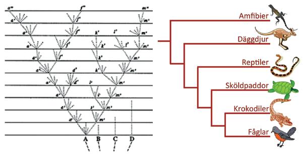Om likhet beror på evolution borde man få samma träd oavsett vad man jämför. Kan organismerna ha olika föräldrar beroende på vad man jämför?