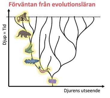 Myt8: Fossil visar på evolution. Tvärtom. Evolutionsläran förväntar sig sekvenser av djur i berget från bakterien till människan.