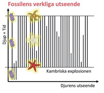 Avsaknad av förälder-/barn-relationer. En sjöstjärna har alltid varit en sjöstjärna, utan några som helst halvfabrikat. Myt9: Utvecklingen går från enkelt till komplext.